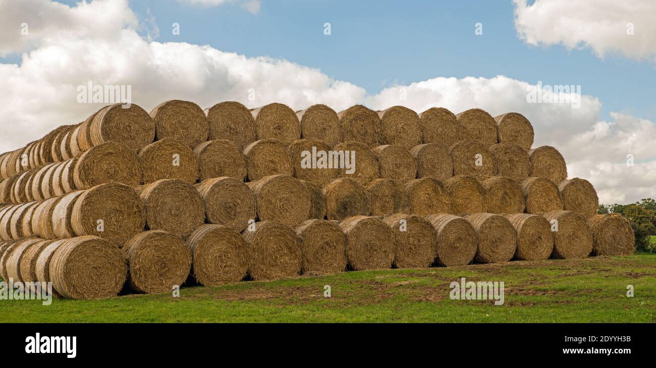 Stack of round hay bales in field Stock Photo
