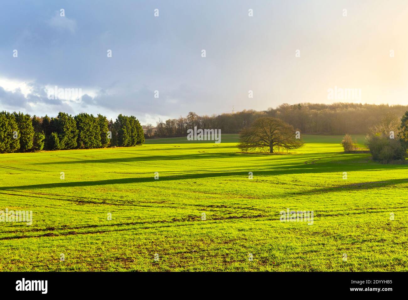 Landscape with fields and tree in Little Offley, Hertfordshire, UK Stock Photo