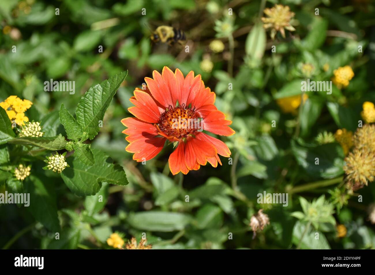 Flowers are fun to photograph because of the beauty of the blooms on