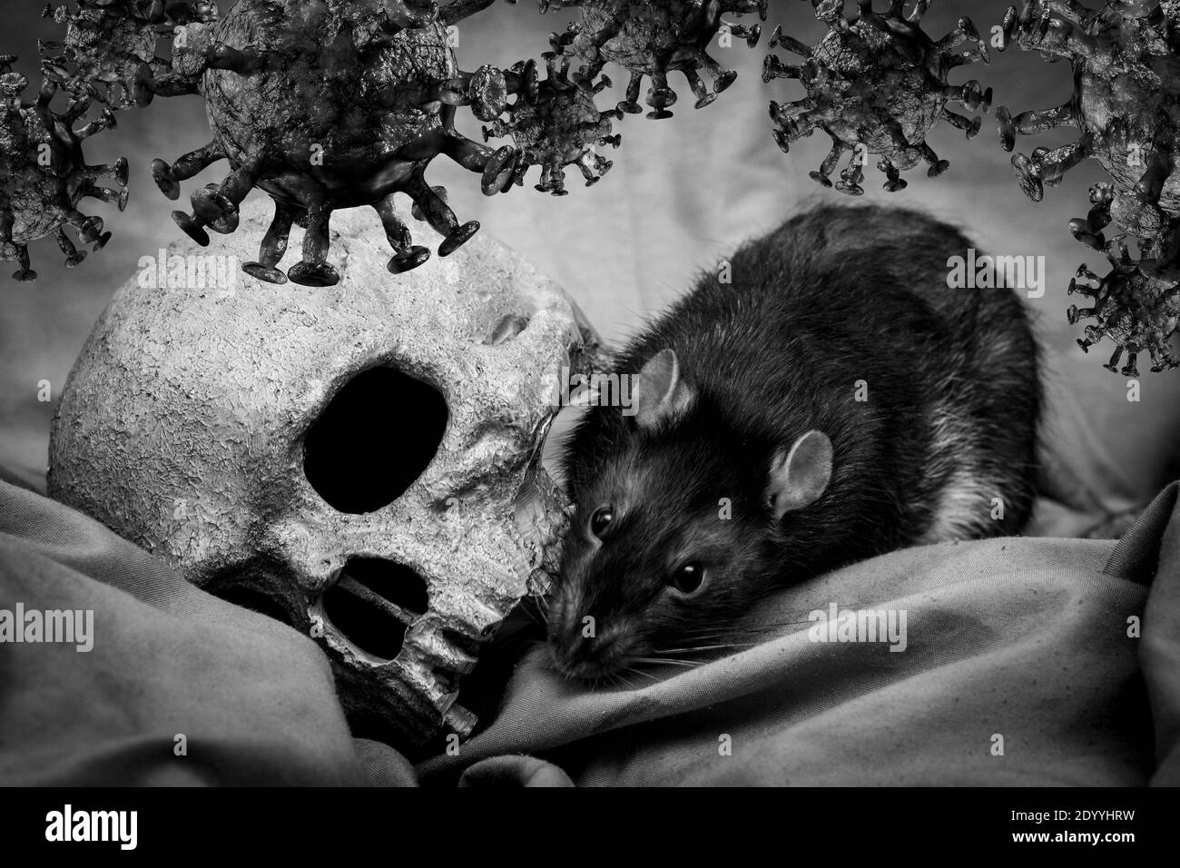 Rat plays with human skull surrounded by coronavirus infection concept Stock Photo