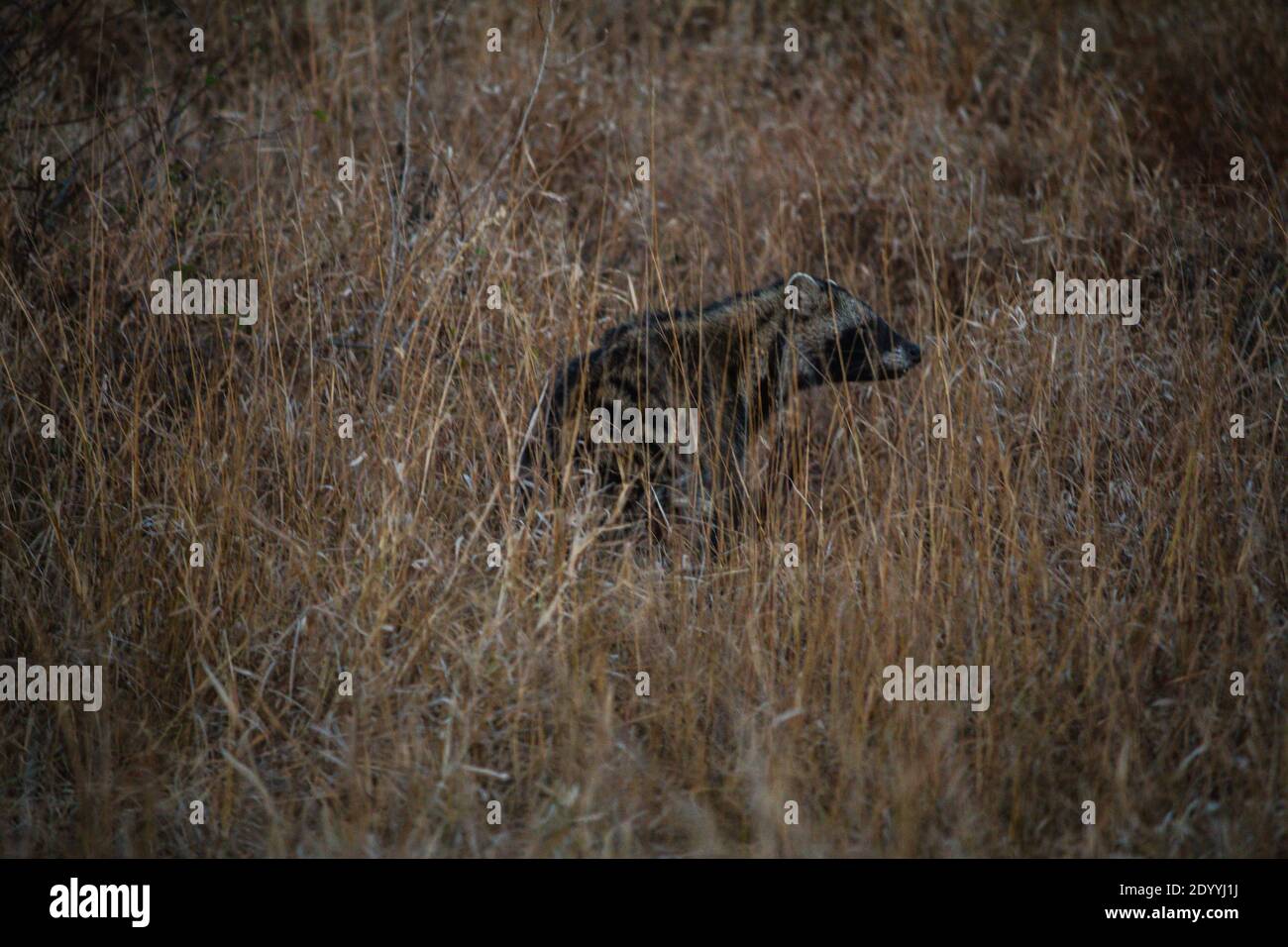 A hyena camouflaged by tall grass Stock Photo - Alamy