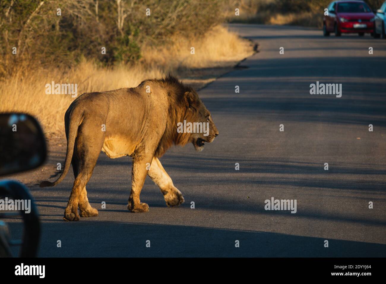 A male lion crossing the street in South Africa with cars in the background Stock Photo