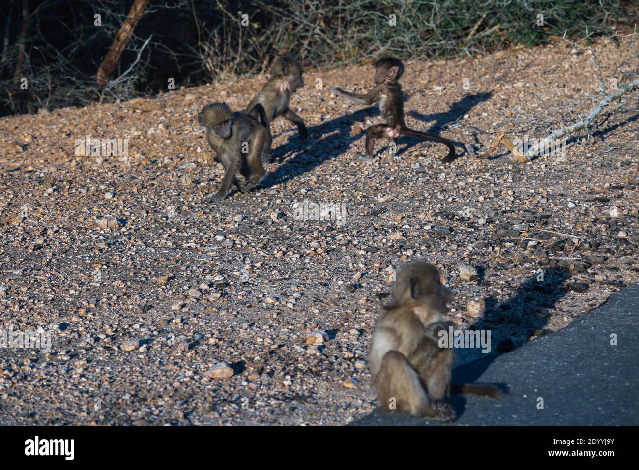 Baby baboons play fighting on the side of the road Stock Photo