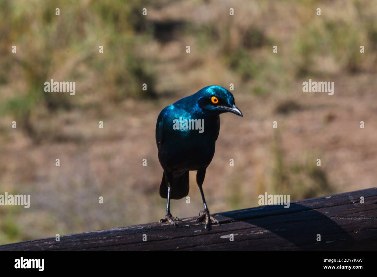 A colorful blue bird perched on a piece of wood in South Africa Stock Photo