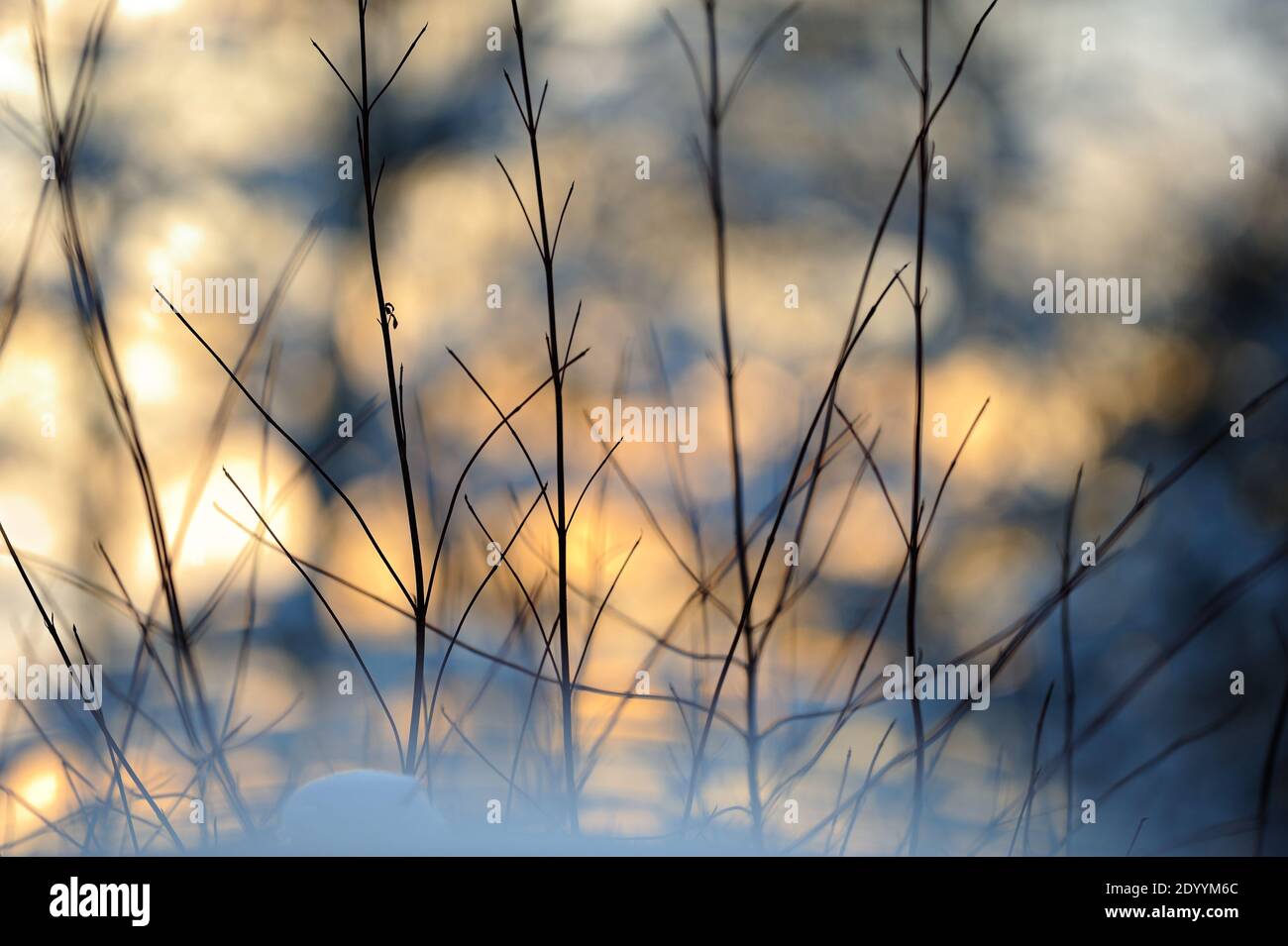 Siberian dogwood (Cornus alba 'Sibirica') branches in snow against setting sun. Selective focus and shallow depth of field. Stock Photo