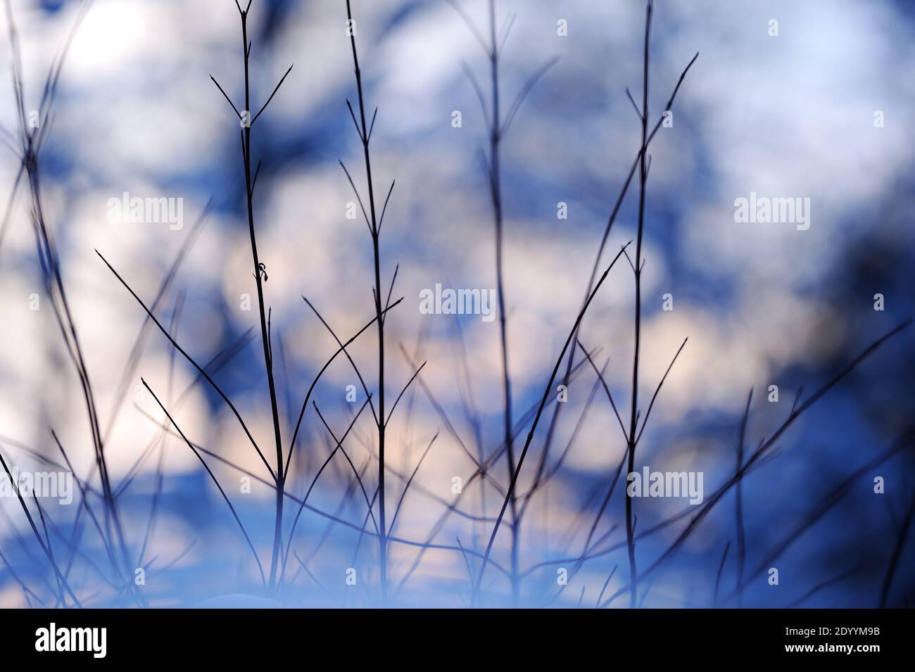 Siberian dogwood (Cornus alba 'Sibirica') branches in snow. Selective focus and shallow depth of field. Stock Photo