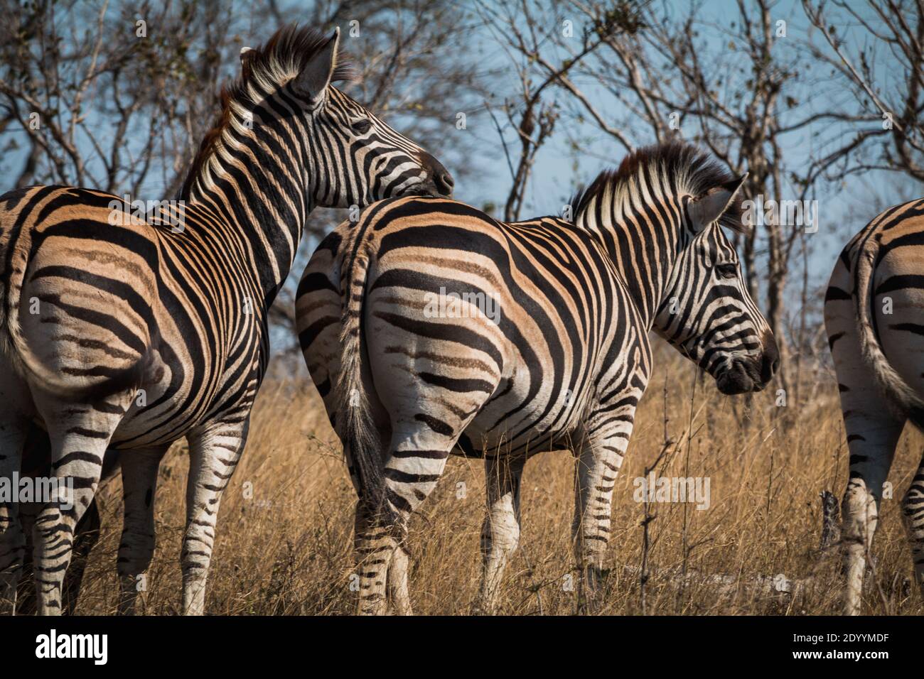 A herd of zebras standing close together in South Africa Stock Photo