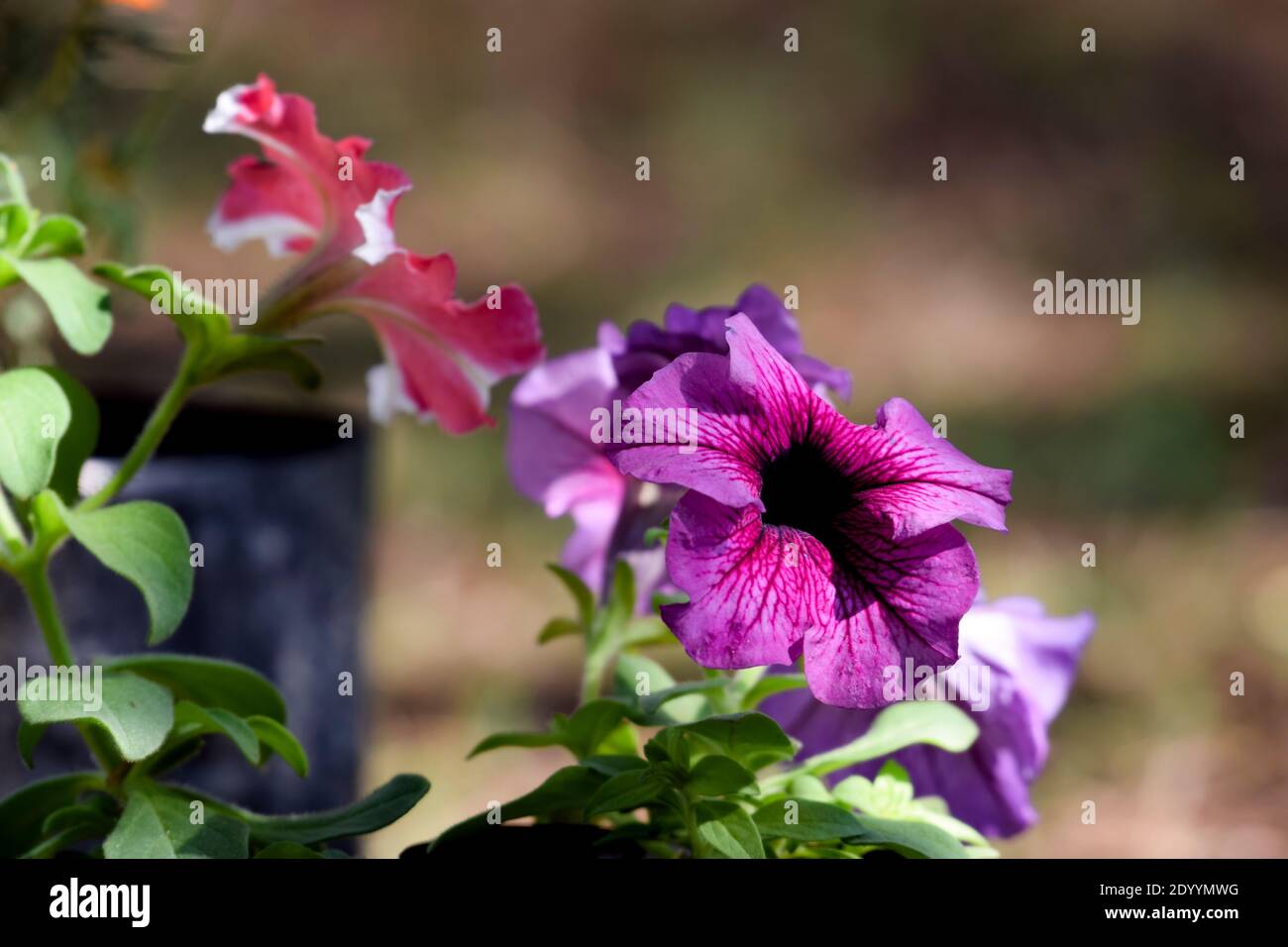 Wave petunias High Resolution Stock Photography and Images - Alamy