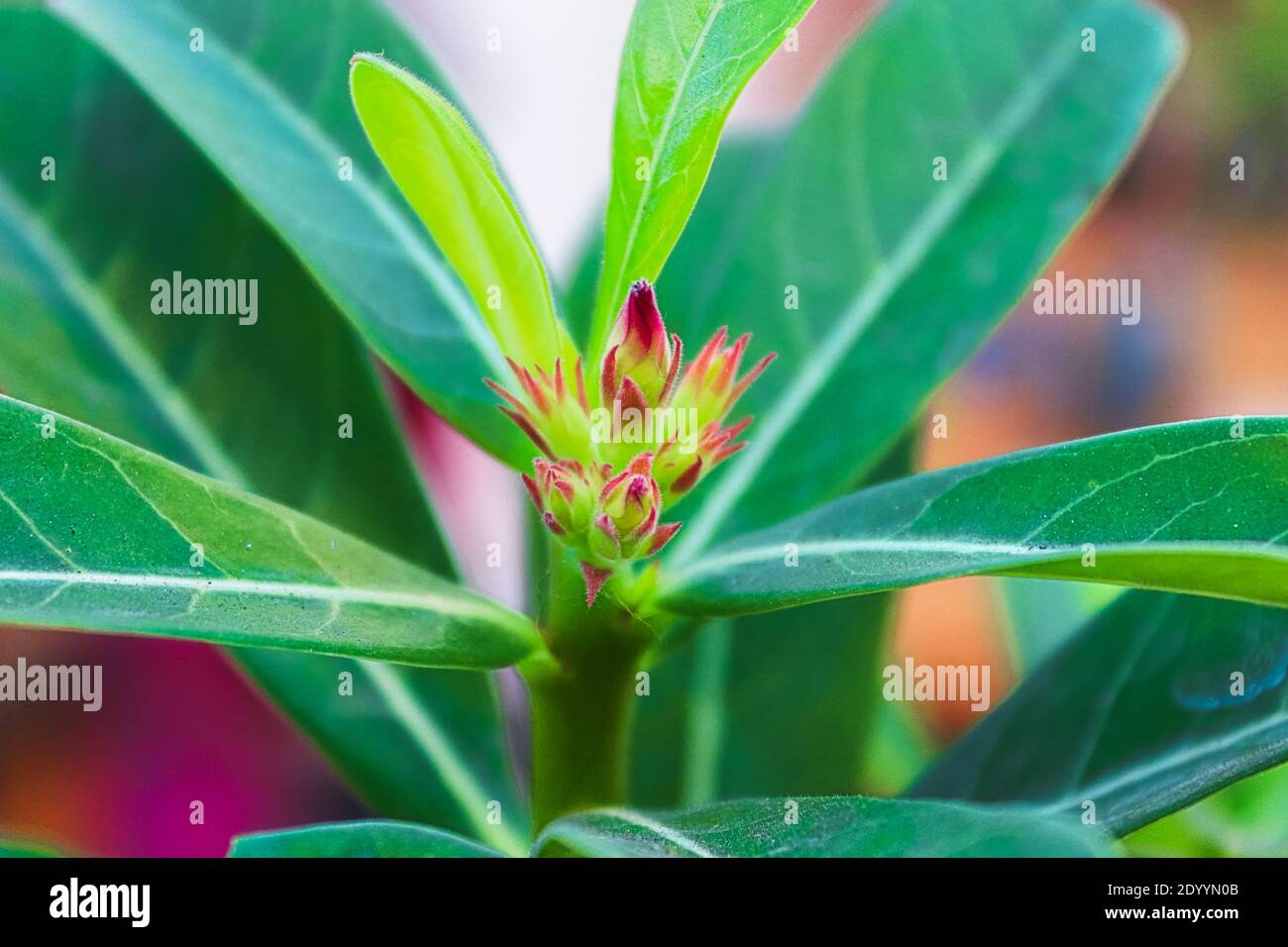 Closeup of desert rose flower buds on a plant tip. Stock Photo