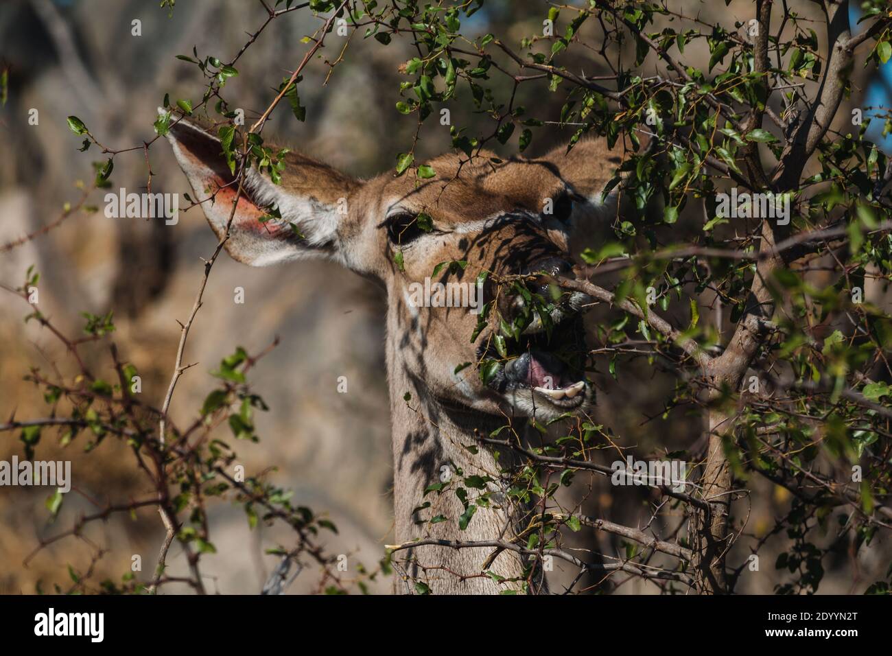 Closeup of an impala eating leaves in Kruger Park Stock Photo