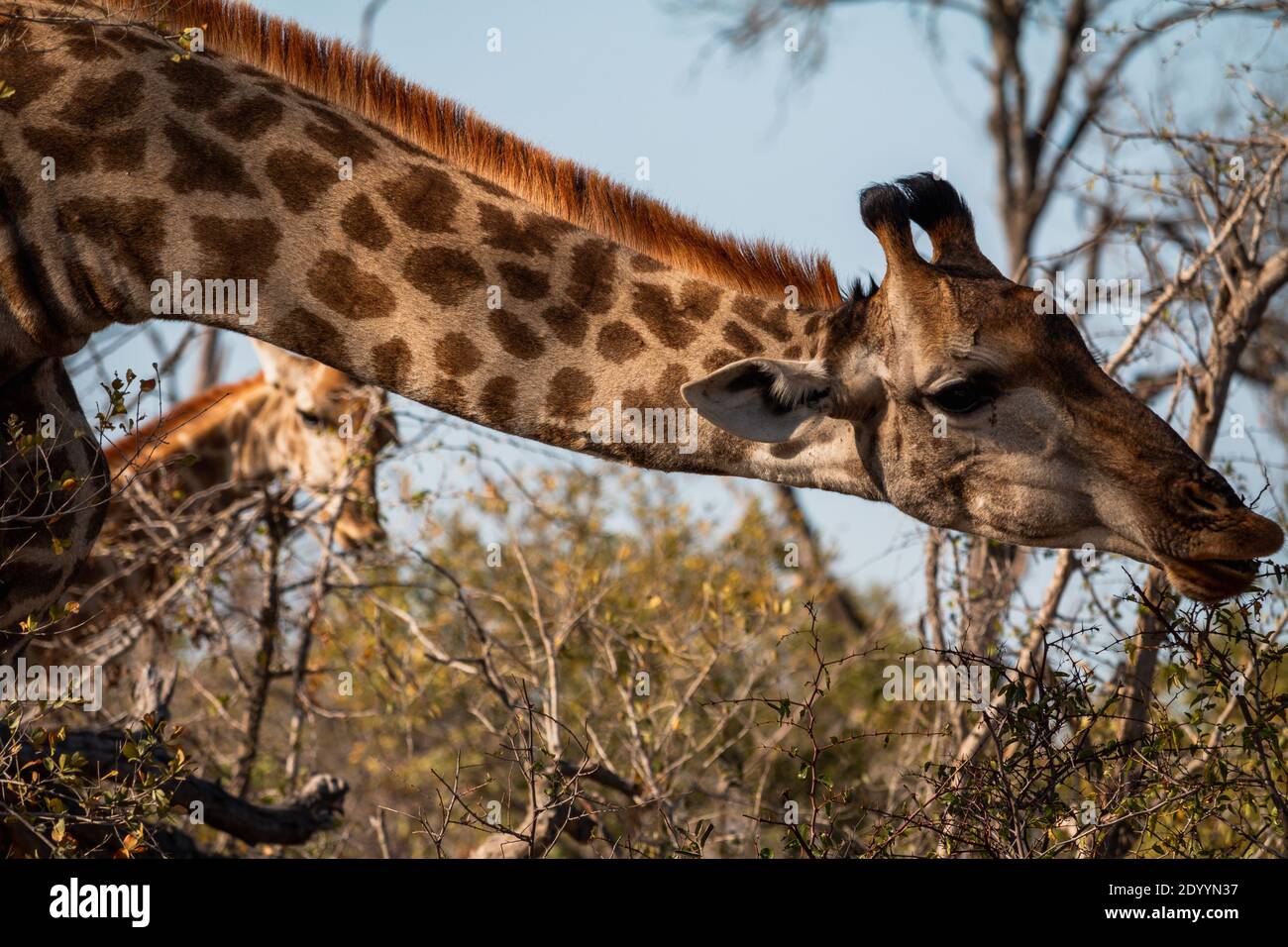 Giraffe eating plants hi-res stock photography and images - Alamy