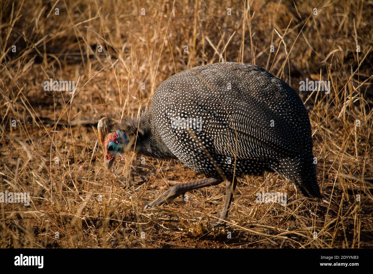 A guinea fowl in South Africa Stock Photo - Alamy