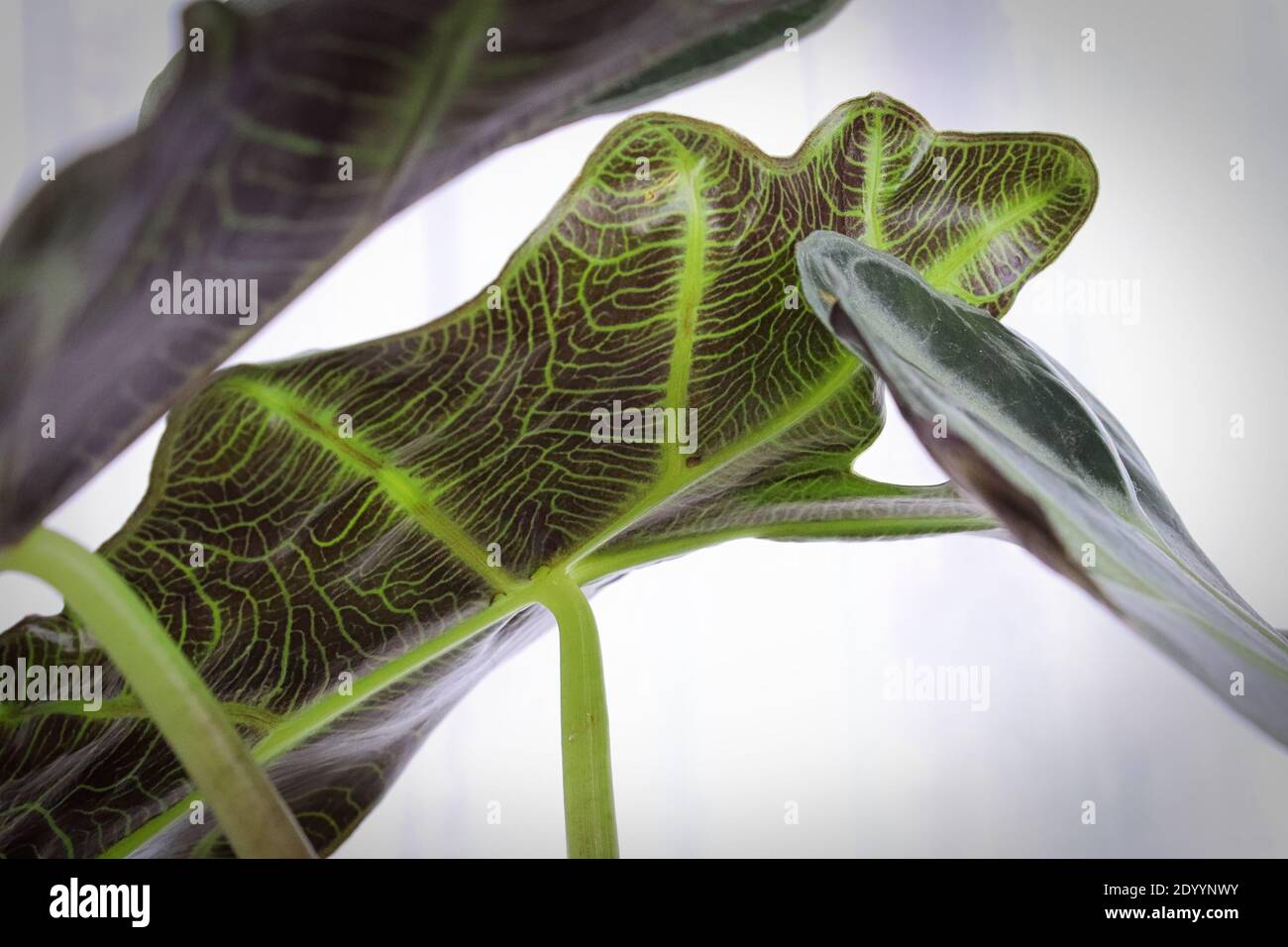 The underside of an african mask plant with it detailed veins Stock