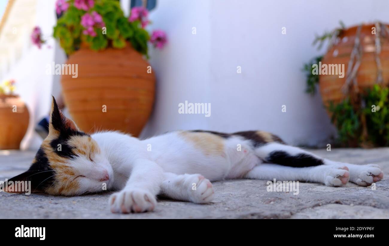 Cute party-colored kitten sleeping on a cobbled street Stock Photo