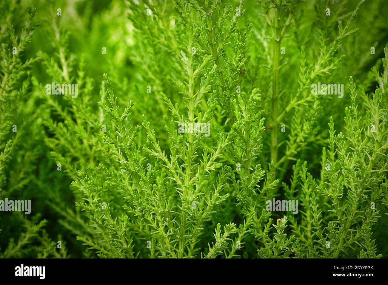 Backgrounds of tiny green needles on a lemon cypress tree. Stock Photo