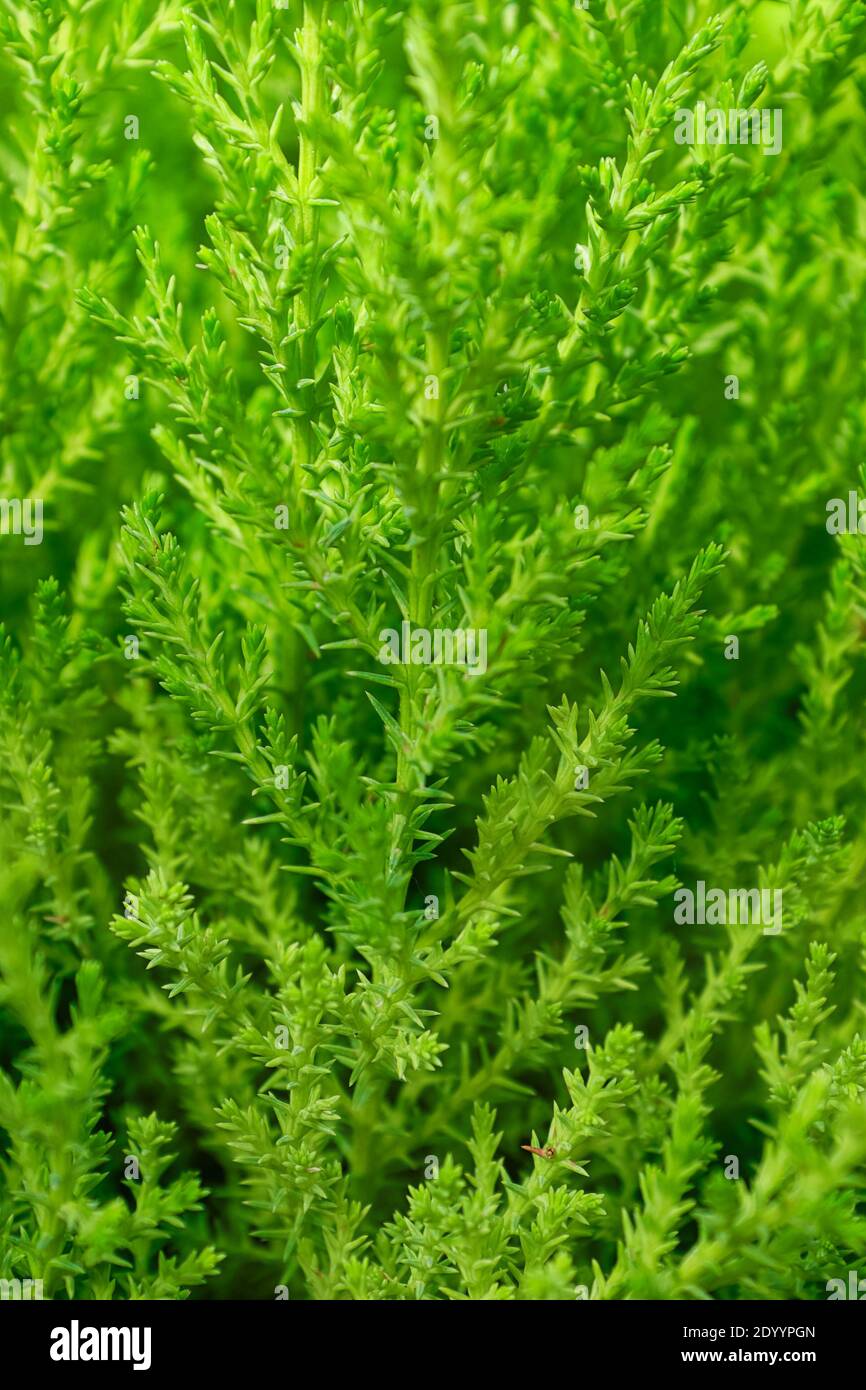 Vertical photo of green lemon cypress branches. Stock Photo