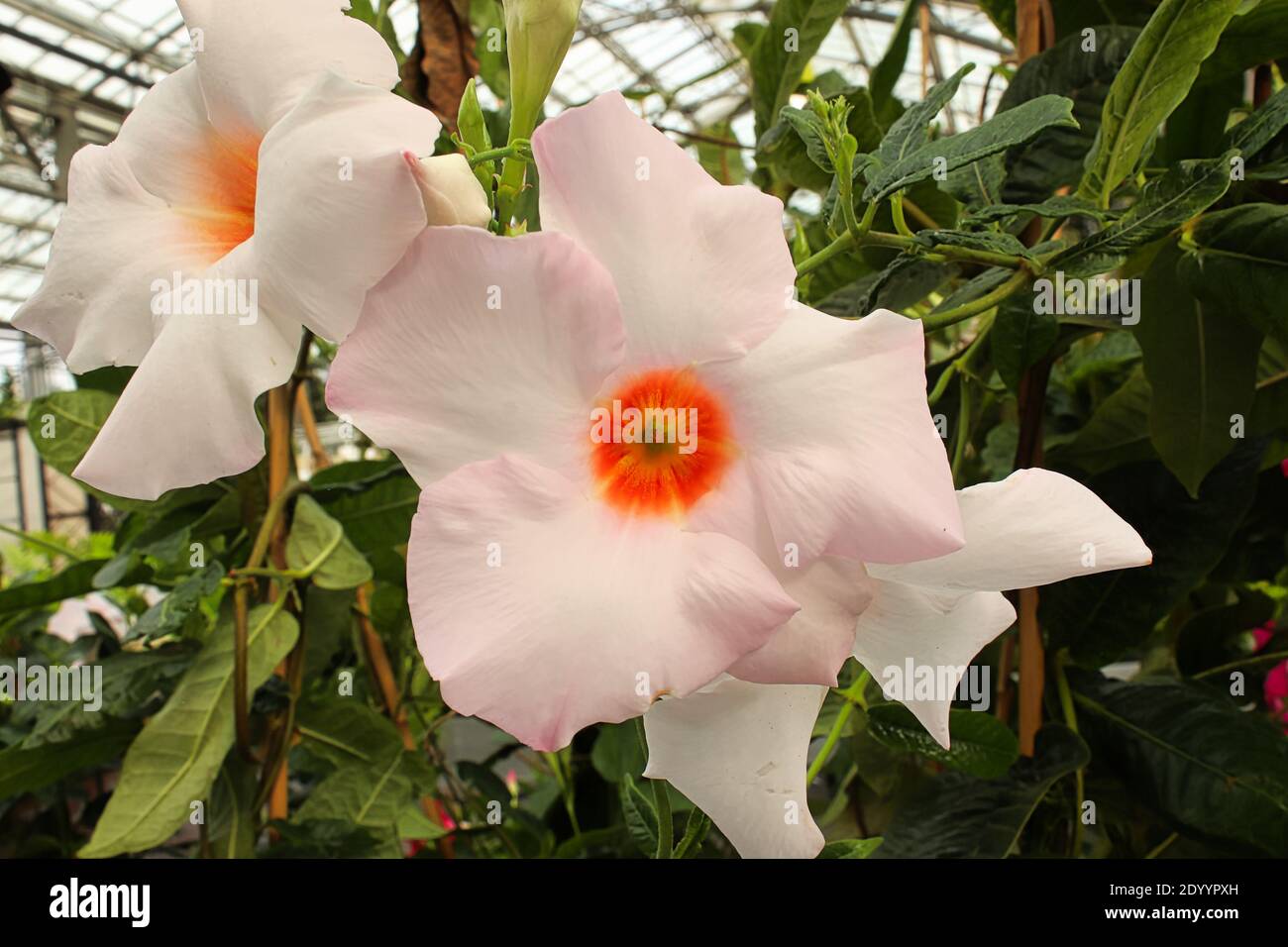 A blush mandevilla blossom with an orange center. Stock Photo
