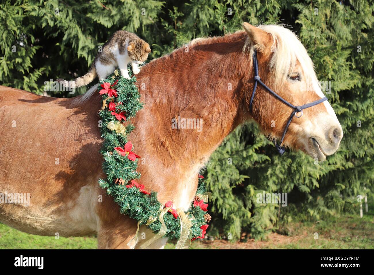 Adorable barn cat riding on a gentle saddle horse winter time. Colorful  christmas wreath hanging on a horse neck Stock Photo - Alamy