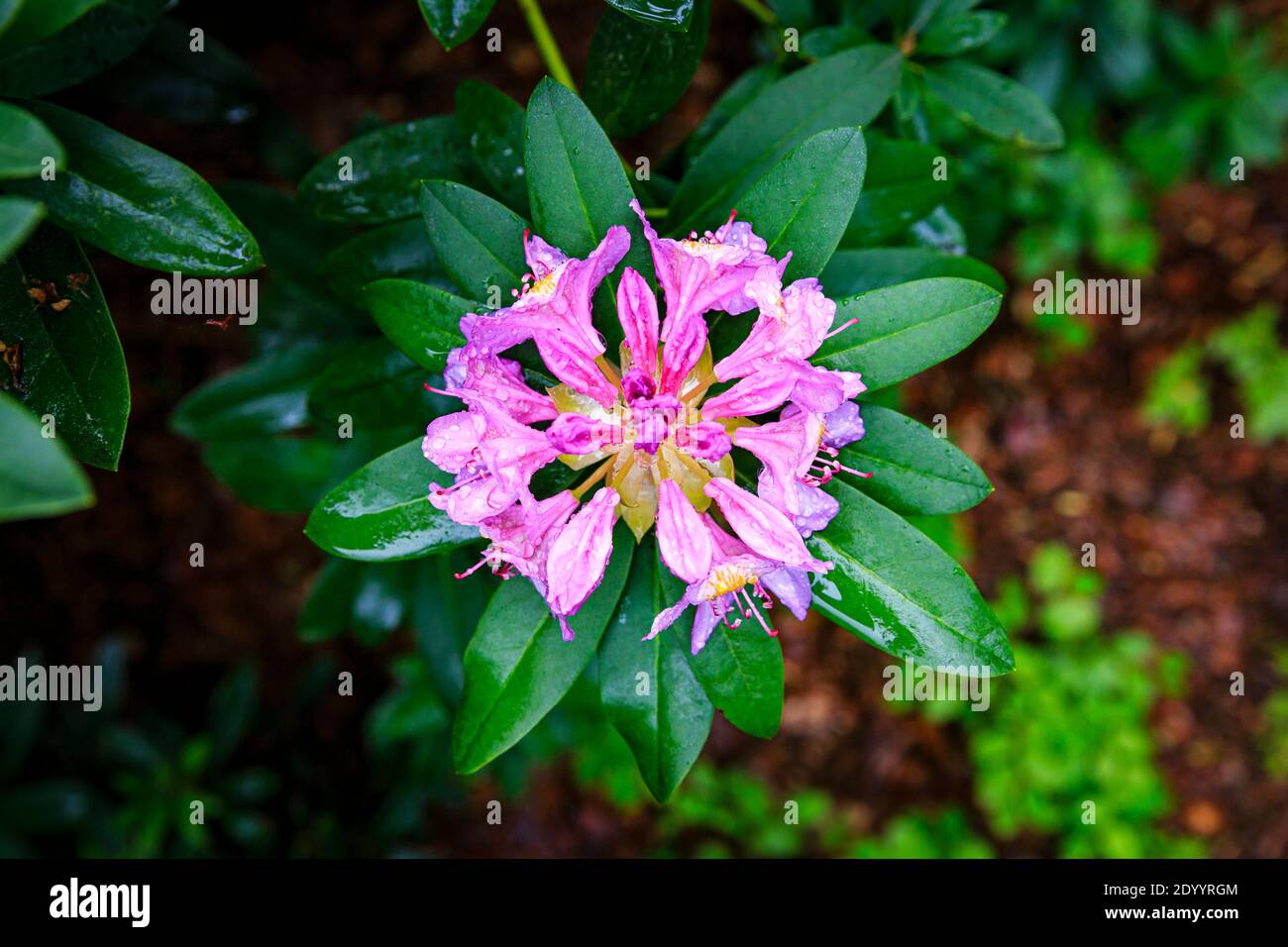 Pacific rhododendron (Rhododendron macrophyllum), blooming time at the ...