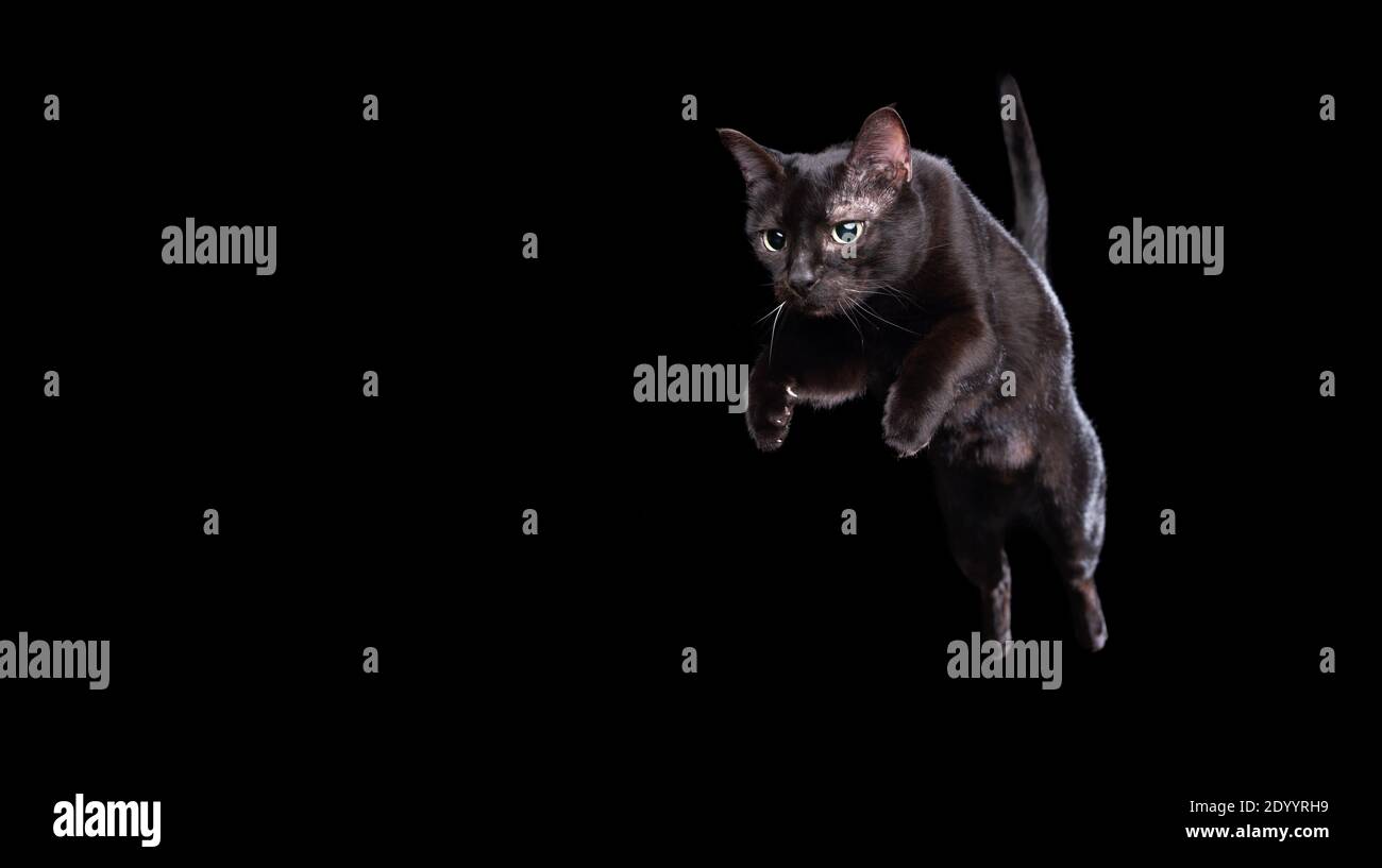 black cat mid air jump isolated on black background Stock Photo