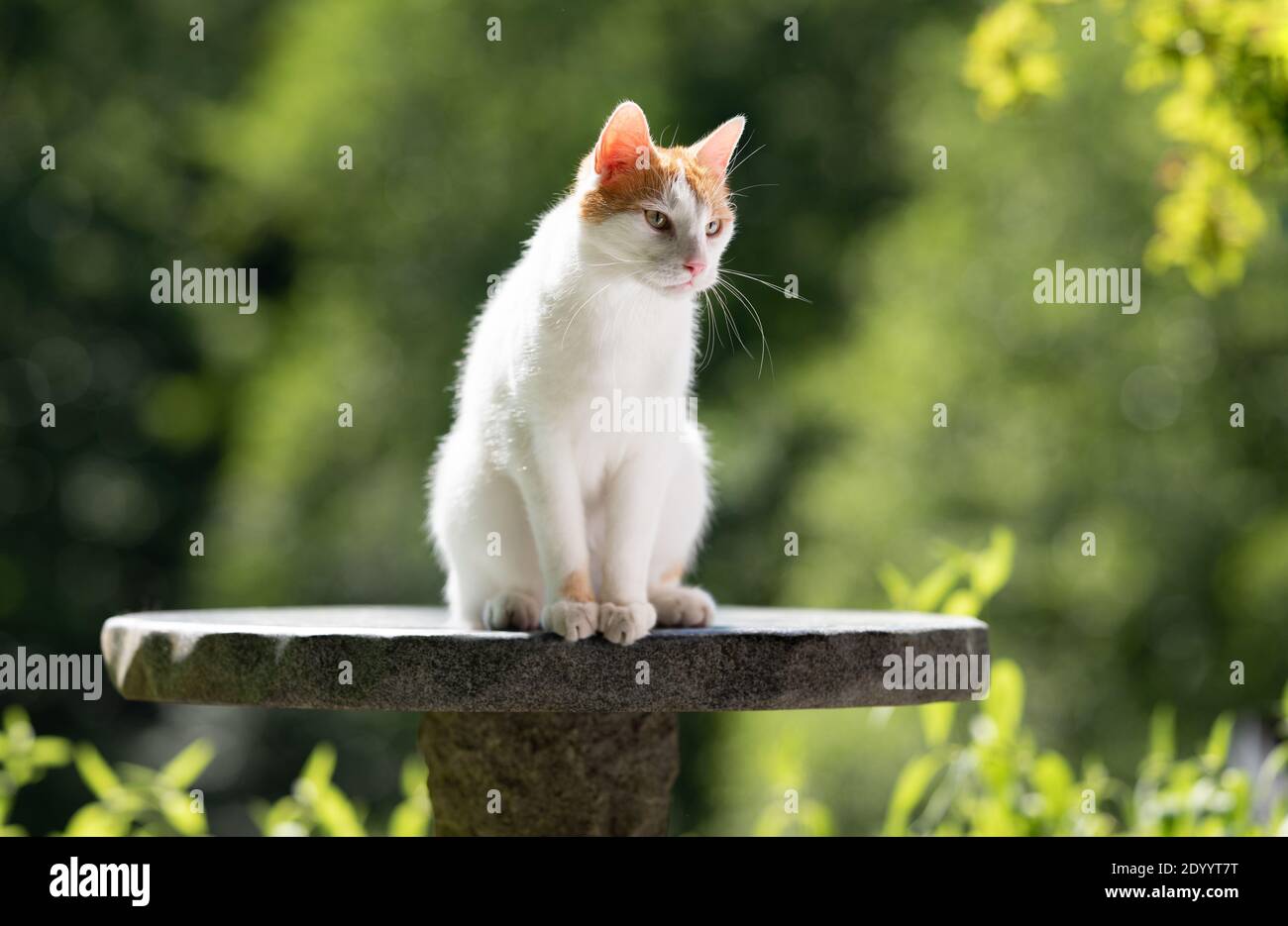 white ginger cat sitting on a stone table outdoors looking to the side in front of green bokeh with copy space Stock Photo