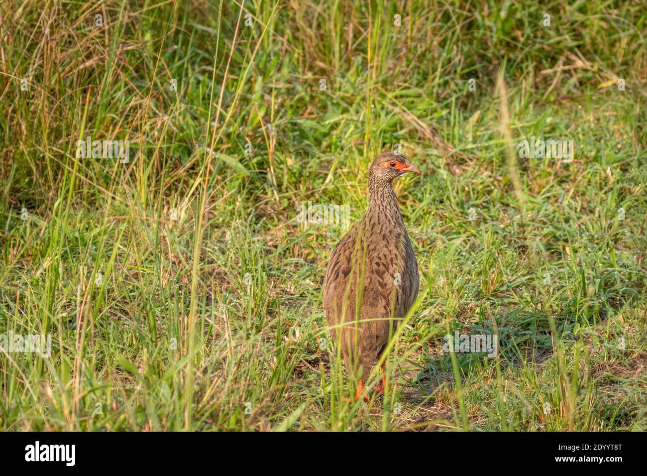 Red-Necked Spurfowl (Red-Necked Francolin) (Francolinus afer) (Pternistes afer) foraging in grass, Lake Mburo National Park, Uganda. Stock Photo