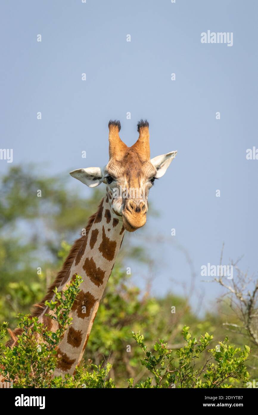 Head of a Rothschild's giraffe ( Giraffa camelopardalis rothschildi ...