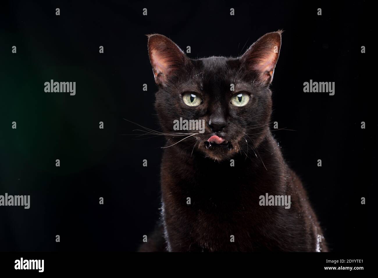 black cat licking lips on black background with green lens flare Stock Photo