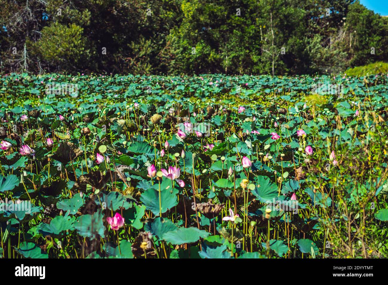 View a lot pink water lotus flower nature pond green forest background sun day spring summer. Calmness appeasement peace of mind mood. Concept human Stock Photo