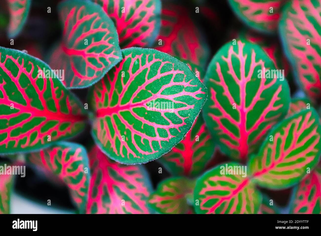 Closeup of pink veins on a fittonia houseplant. Stock Photo