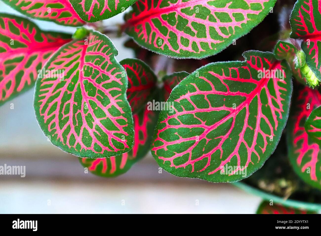 Closeup of pink veins on a nerve houseplant. Stock Photo