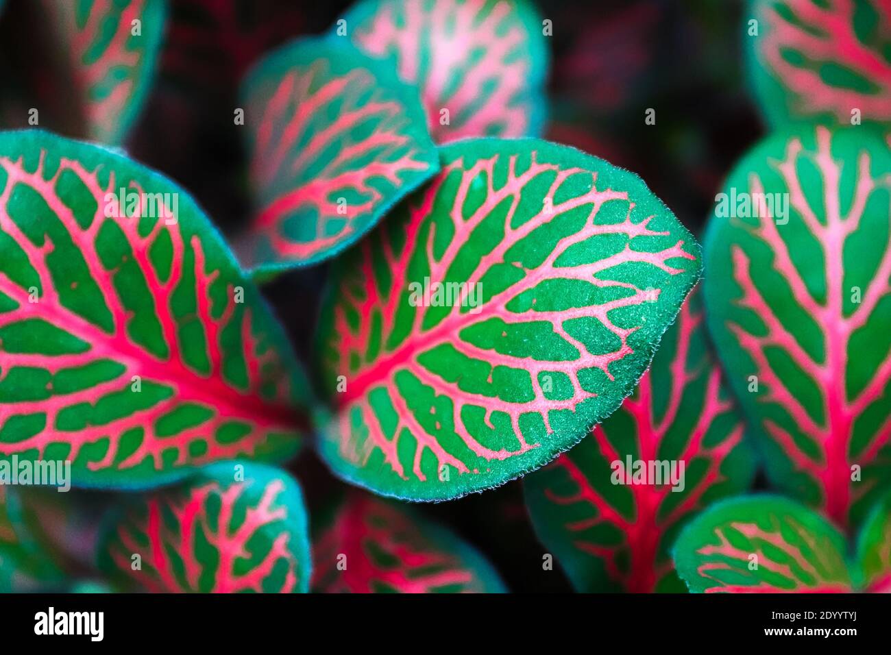 Closeup of pink veins on a fittonia houseplant. Stock Photo