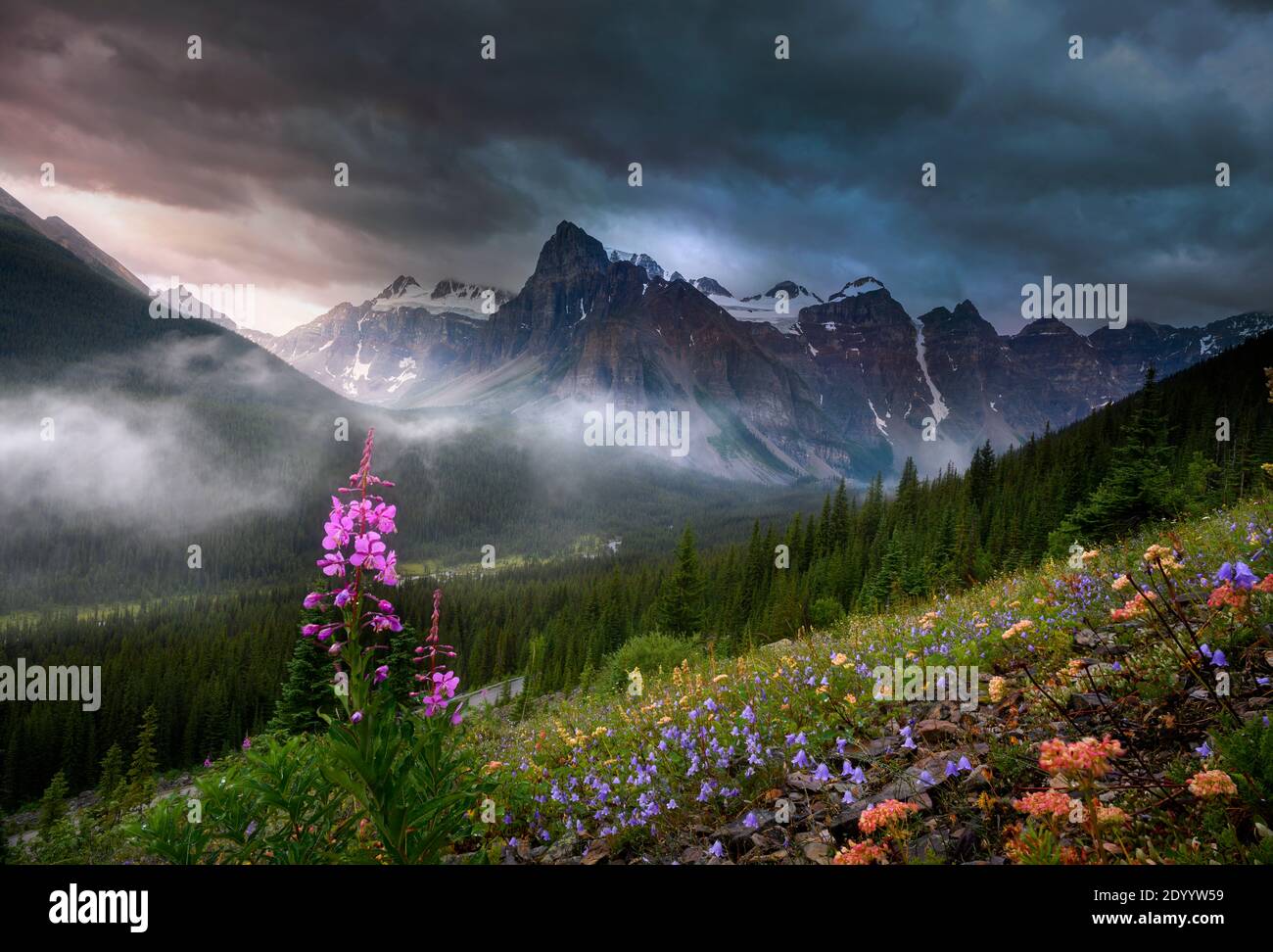 Wildflowers Bloom near the Moraine Creek Stock Photo Alamy