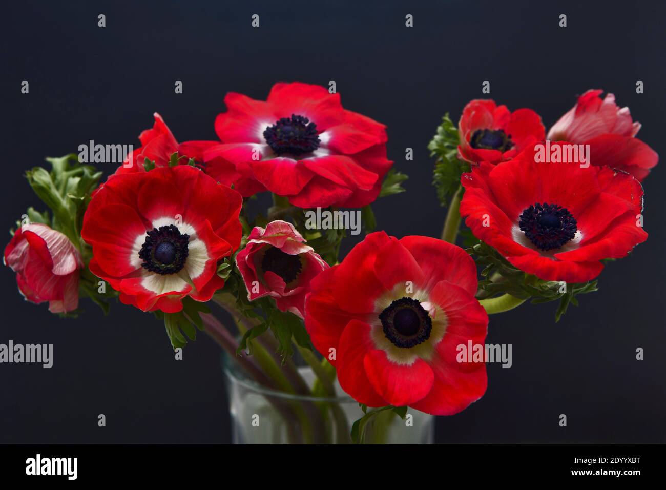 A bouquet of red anemones in a transparent glass vase on a table with a gray tablecloth. White polka dot red cup with tea and towel. Morning Stock Photo