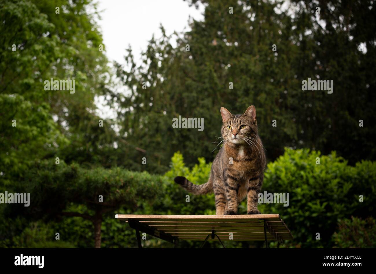 tabby shorthair cat sitting on wooden table in the garden Stock Photo
