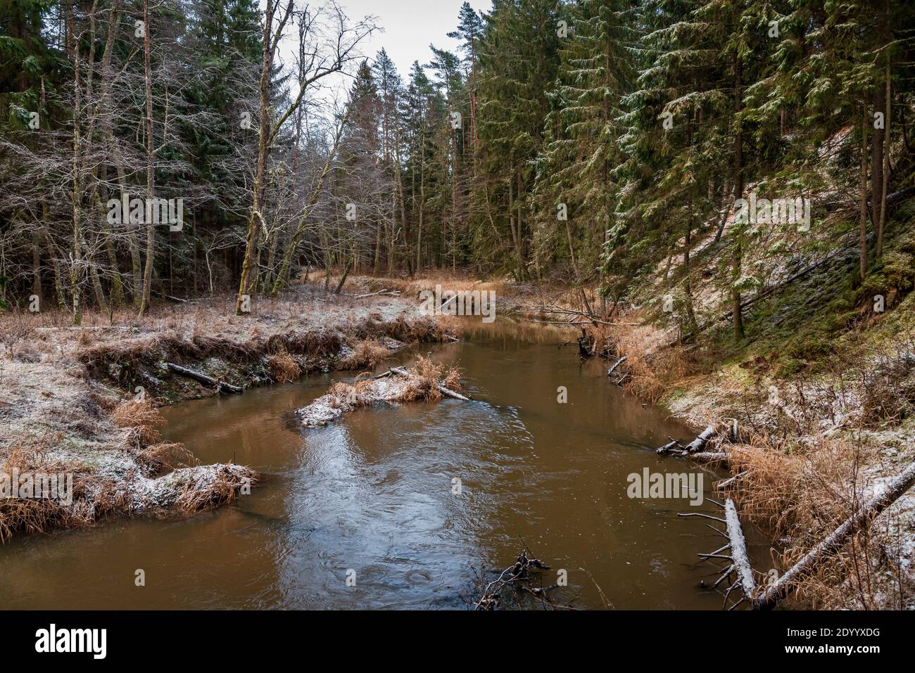 in winter the river in the forest with trees in the water that have fallen after high winds and in places white snow Stock Photo