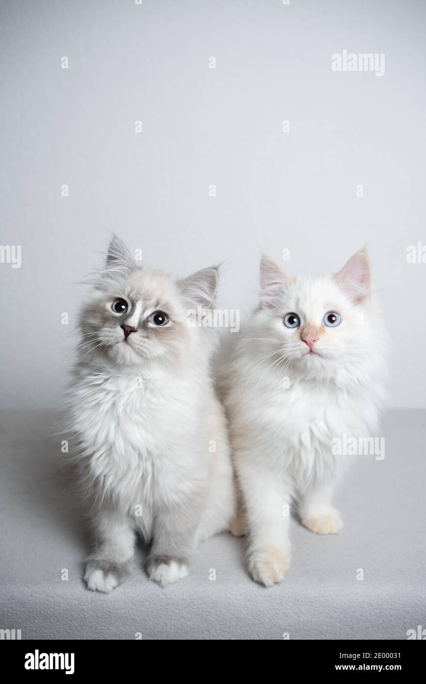 two cute ragdoll kittens sitting next to each other in front of white ...