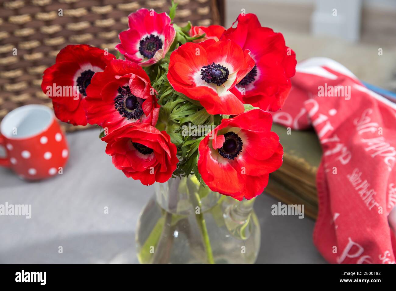 A bouquet of red anemones in a transparent glass vase on a table with a gray tablecloth. White polka dot red cup with tea and towel. Morning Stock Photo