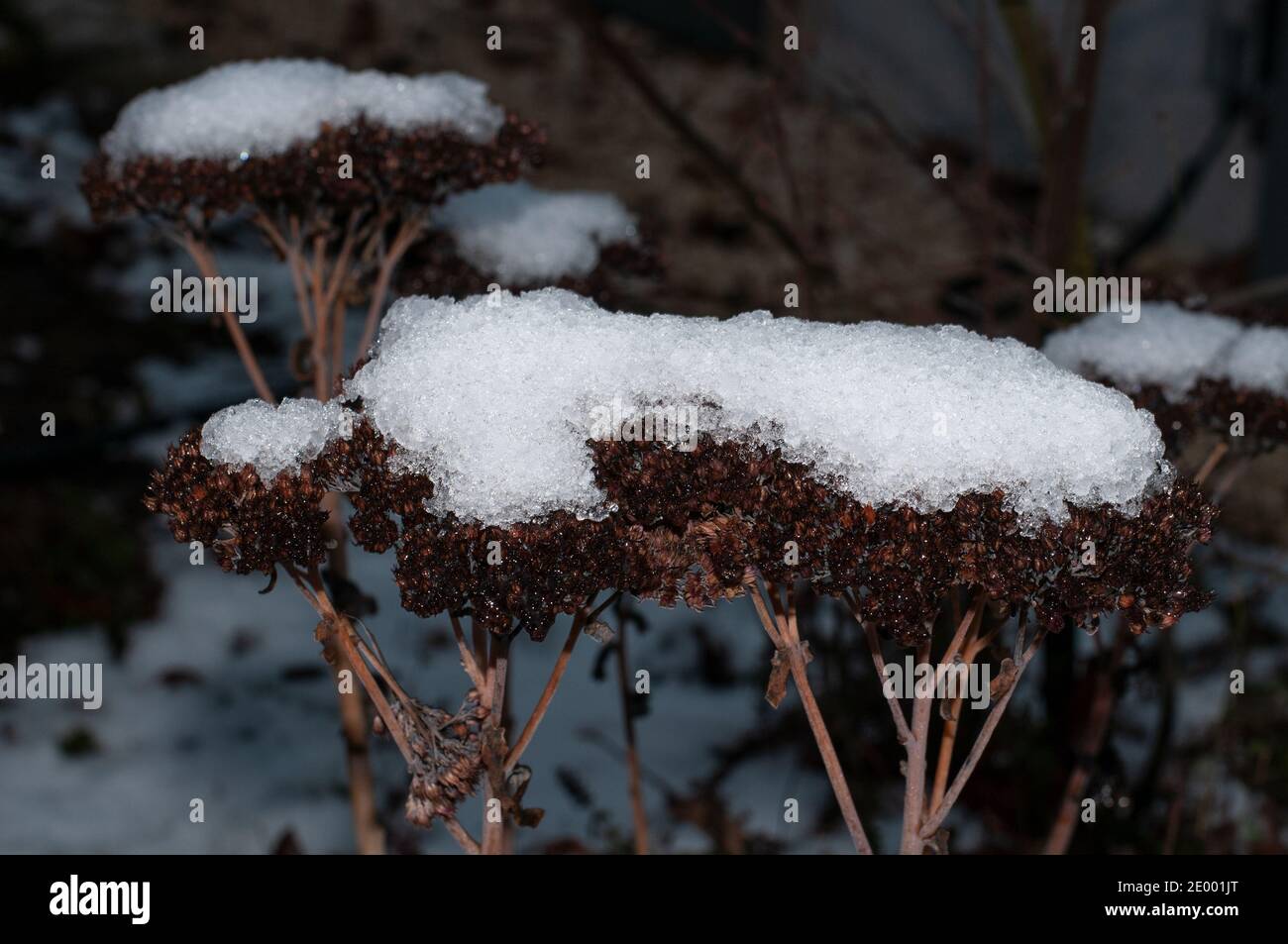 close-up of the wilted flower heads of sedum plants in winter covered with snow Stock Photo
