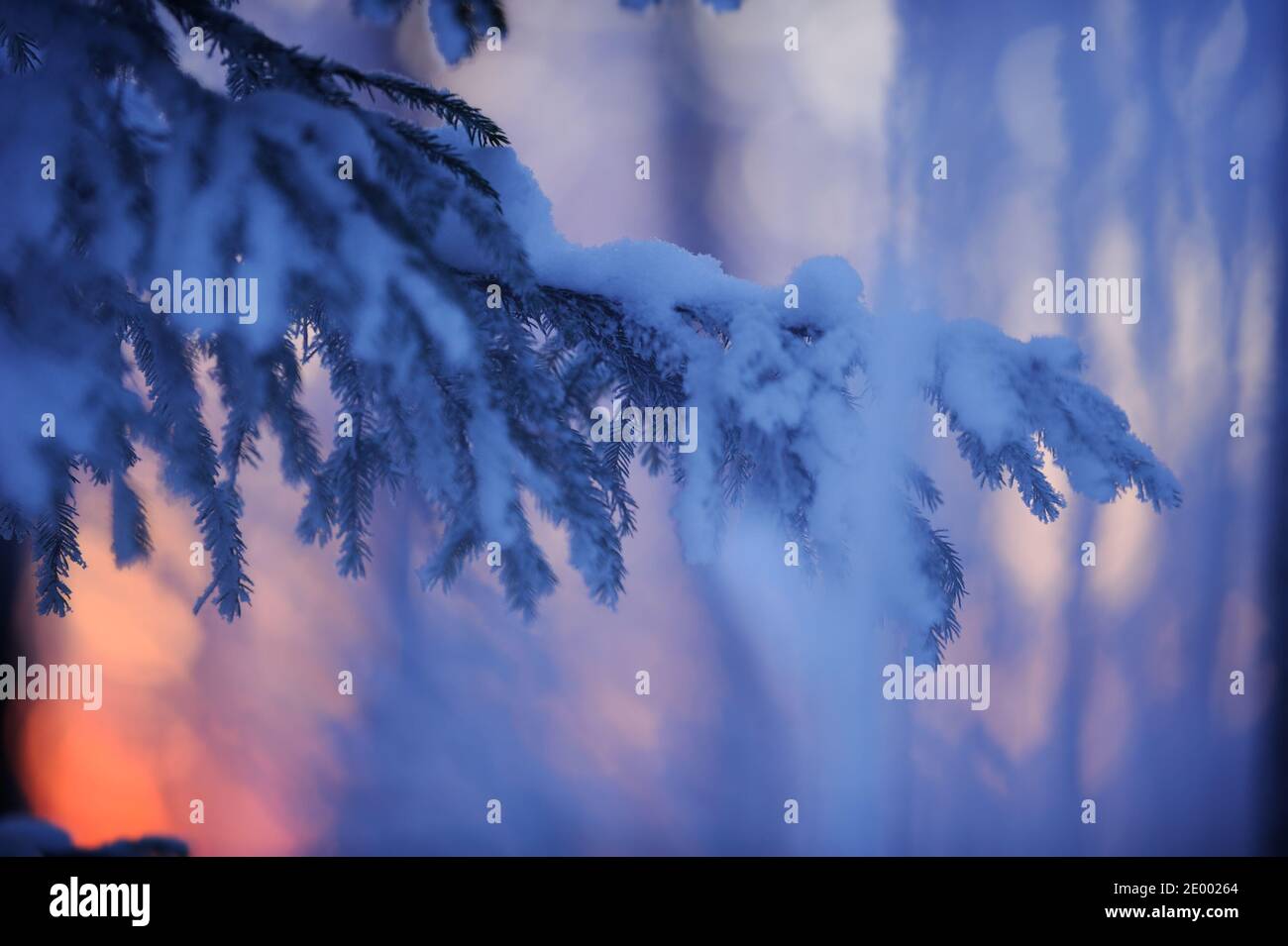 Winter forest at dusk. Last glimpse of setting sun behind snow covered spruce (Picea abies) branches. Selective focus and shallow depth of field. Stock Photo