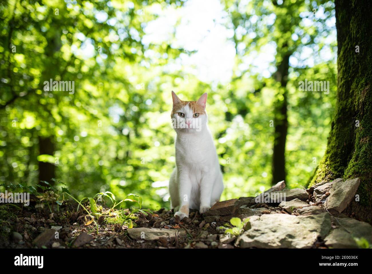 portrait of a white ginger domestic cat in the forest next to a tree on sunny summer day illuminated by softbox Stock Photo