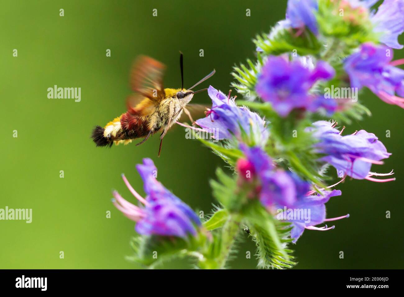 Closeup of a Hemaris fuciformis, the broad-bordered bee hawk-moth in flight, feeding nectar on the purple flowers of Echium vulgare viper's bugloss an Stock Photo