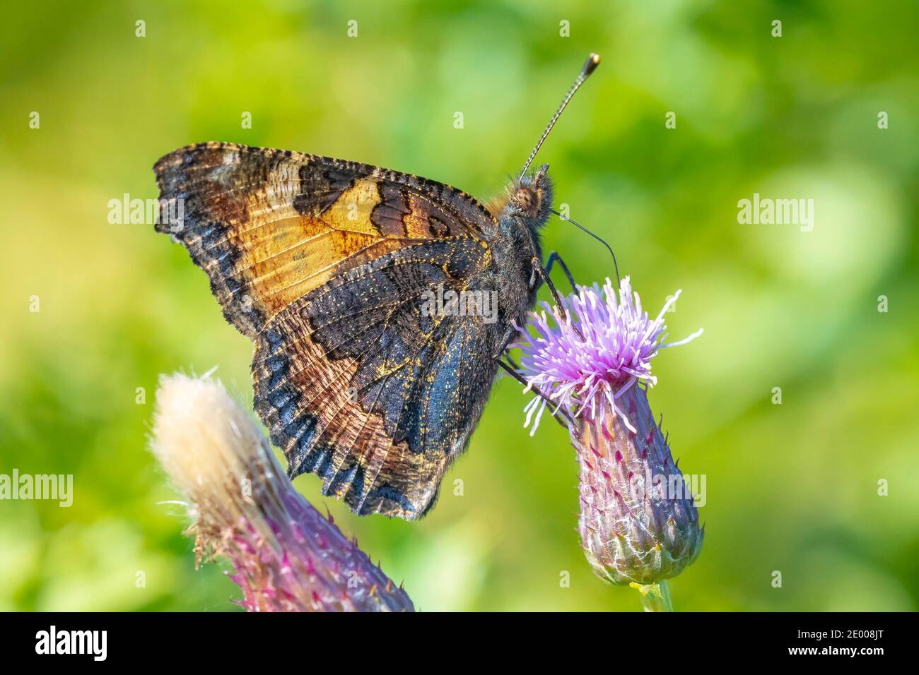 Close-up of the small tortoiseshell Aglais urticae butterfly side view. Isolated by nature Stock Photo