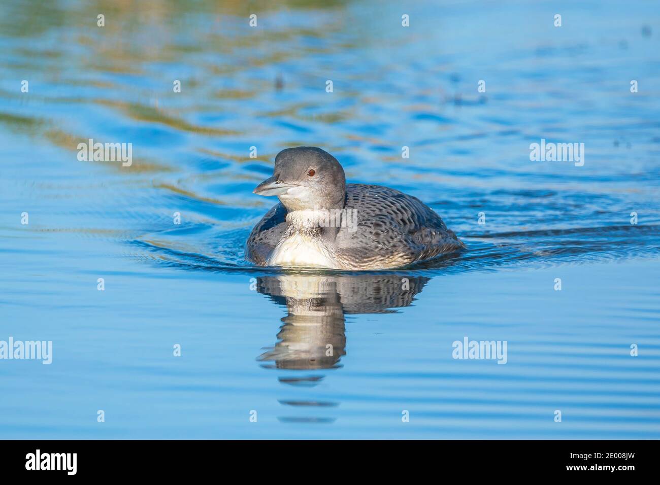 Closeup of a Common loon, Gavia immer, also known as the great northern diver or great northern loon hunting and eating crayfish Stock Photo