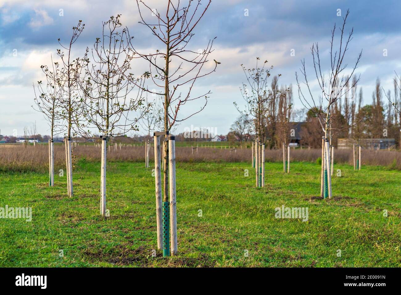 Planting young trees to grow a new forest in a new nature landscape