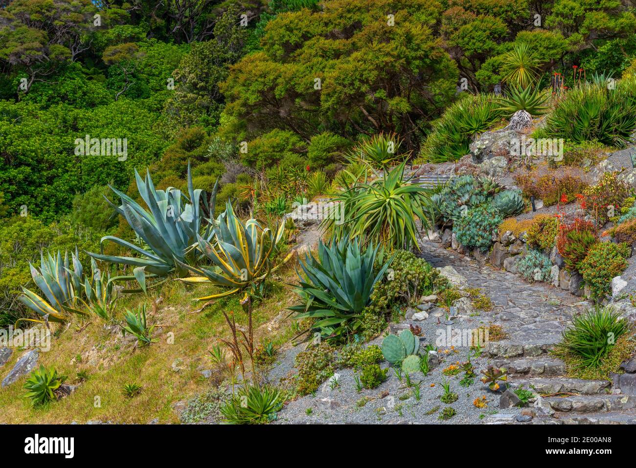 Colorful plants at Wellington Botanic garden in New Zealand Stock Photo