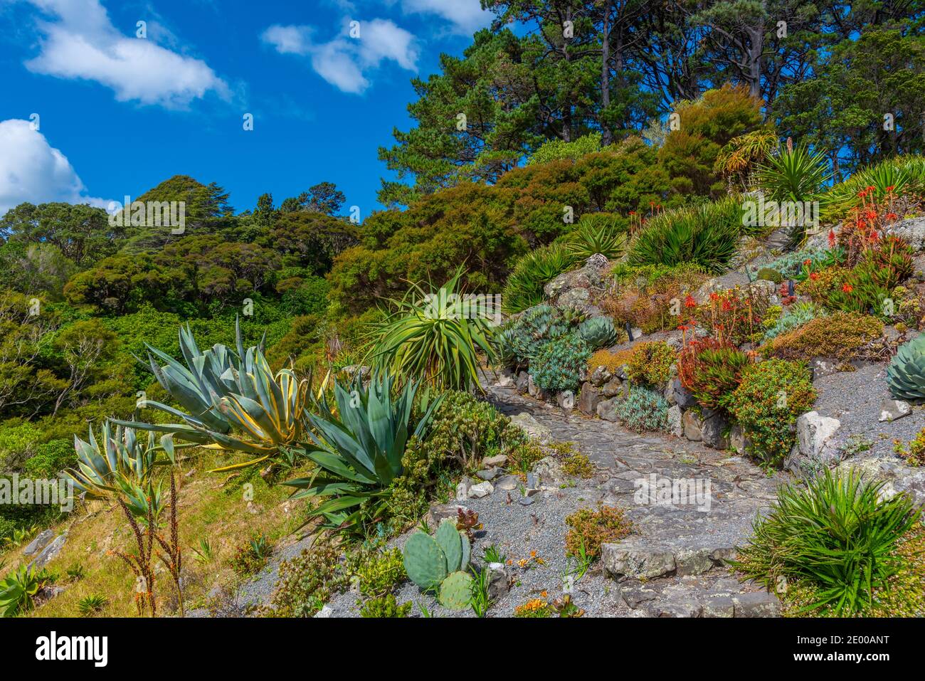 Colorful plants at Wellington Botanic garden in New Zealand Stock Photo ...
