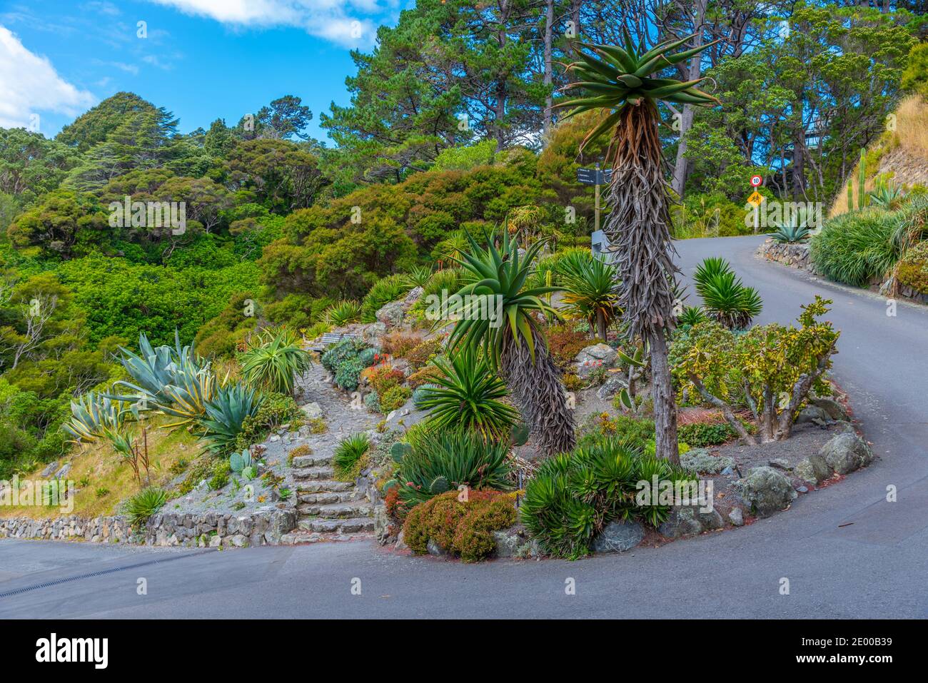 Colorful plants at Wellington Botanic garden in New Zealand Stock Photo