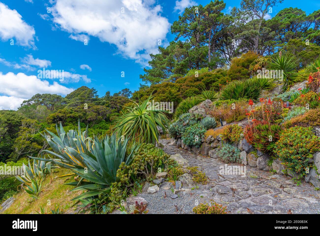 Colorful plants at Wellington Botanic garden in New Zealand Stock Photo ...