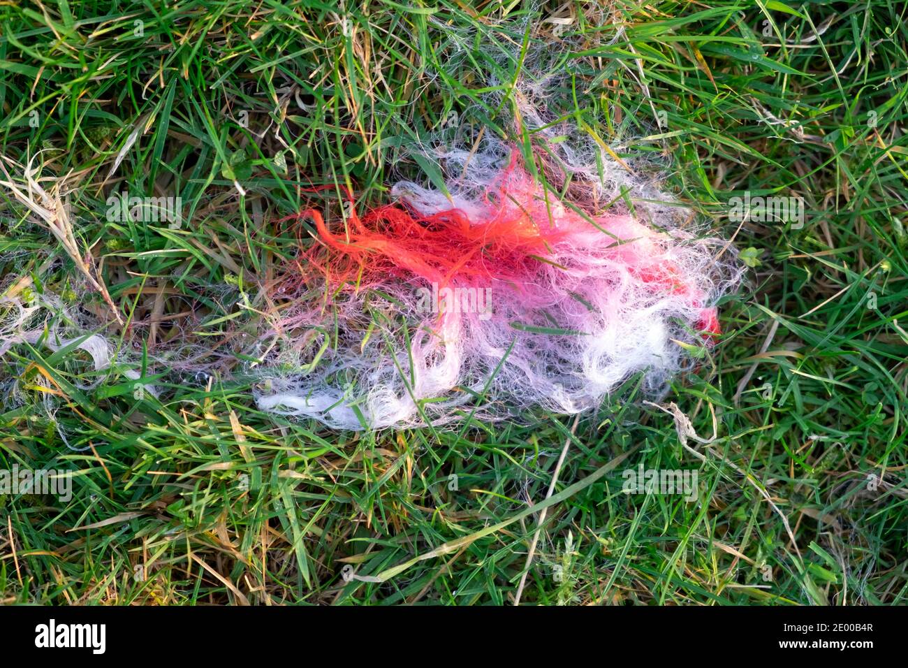 Red raddle dye on wispy bits of white sheep wool from a ravaged sheep on green grass background in field Carmarthenshire Wales UK   KATHY DEWITT Stock Photo